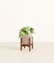 Load image into Gallery viewer, Eternal Gray stand:walnut