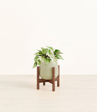 Load image into Gallery viewer, Turquoise stand:walnut