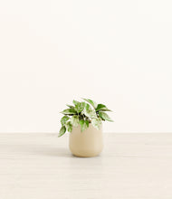 Load image into Gallery viewer, Almond Green*****Profile