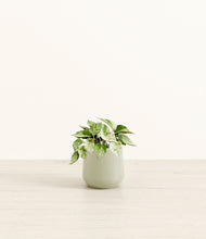 Load image into Gallery viewer, Turquoise*****Profile