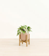 Load image into Gallery viewer, Glossy Pink stand:bamboo