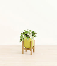 Load image into Gallery viewer, Key Lime Yellow stand:bamboo
