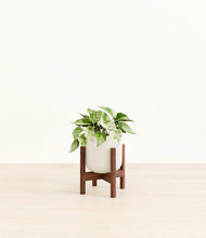 Load image into Gallery viewer, Cotton White stand:walnut