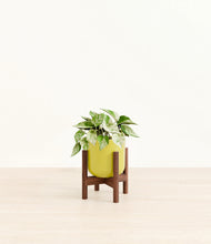 Load image into Gallery viewer, Key Lime Yellow stand:walnut