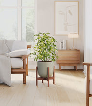 Load image into Gallery viewer, Sage Green stand:walnut