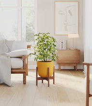 Load image into Gallery viewer, Sunset Orange stand:walnut