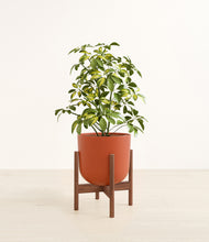Load image into Gallery viewer, Earth Red stand:walnut