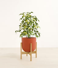 Load image into Gallery viewer, Earth Red stand:bamboo
