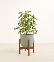 Load image into Gallery viewer, Sage Green stand:walnut