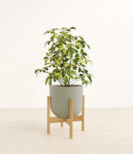Load image into Gallery viewer, Sage Green stand:bamboo