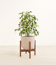 Load image into Gallery viewer, Sandy Pink stand:walnut