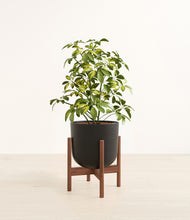 Load image into Gallery viewer, Stone Black stand:walnut