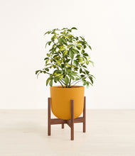 Load image into Gallery viewer, Sunset Orange stand:walnut