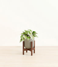 Load image into Gallery viewer, Sage Green stand:walnut