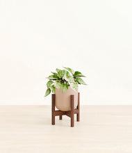 Load image into Gallery viewer, Sandy Pink stand:walnut
