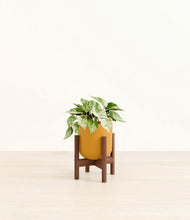 Load image into Gallery viewer, Sunset Orange stand:walnut
