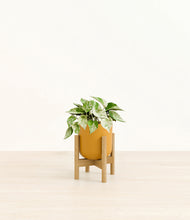 Load image into Gallery viewer, Sunset Orange stand:bamboo