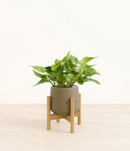 Load image into Gallery viewer, Olive stand:bamboo