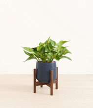 Load image into Gallery viewer, Deep Navy stand:walnut