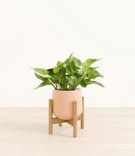 Load image into Gallery viewer, Gentle Pink stand:bamboo