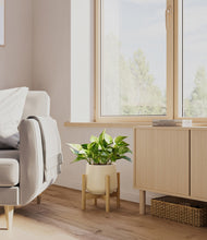 Load image into Gallery viewer, Almond Green stand:bamboo