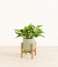 Load image into Gallery viewer, Turquoise stand:bamboo