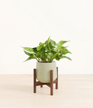 Load image into Gallery viewer, Turquoise stand:walnut