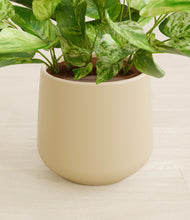 Load image into Gallery viewer, Almond Green stand:all