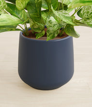 Load image into Gallery viewer, Deep Navy stand:all