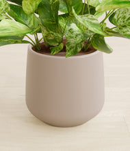 Load image into Gallery viewer, Eternal Gray stand:all