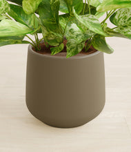 Load image into Gallery viewer, Olive stand:all