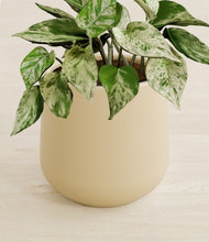 Load image into Gallery viewer, Almond Green stand:all