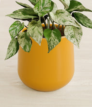 Load image into Gallery viewer, Mustard stand:all