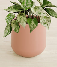 Load image into Gallery viewer, Calm Rose stand:all