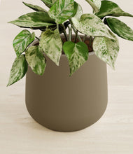 Load image into Gallery viewer, Olive stand:all