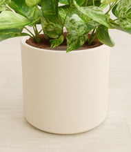 Load image into Gallery viewer, Cream stand:all