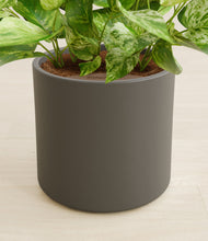 Load image into Gallery viewer, Dark Olive stand:all