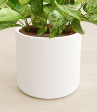 Load image into Gallery viewer, White stand:all