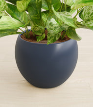 Load image into Gallery viewer, Deep Navy stand:all