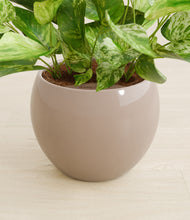 Load image into Gallery viewer, Desert Brown stand:all