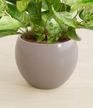 Load image into Gallery viewer, Winter Clouds stand:all