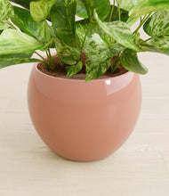 Load image into Gallery viewer, Calm Rose stand:all