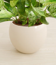 Load image into Gallery viewer, Shiny EggWhite stand:all