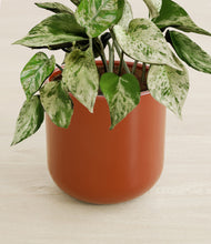 Load image into Gallery viewer, Earth Red stand:all