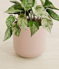 Load image into Gallery viewer, Sandy Pink stand:all