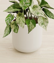 Load image into Gallery viewer, Cotton White stand:all