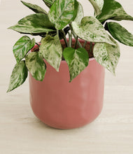 Load image into Gallery viewer, Hammered Rose Pink stand:all