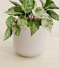 Load image into Gallery viewer, Snowdrift White stand:all