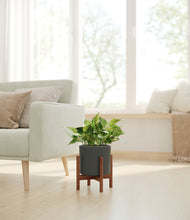 Load image into Gallery viewer, Dark Olive stand:walnut