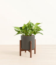 Load image into Gallery viewer, Dark Olive stand:walnut